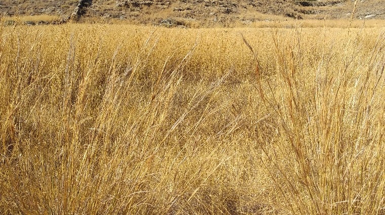 Θερινό Ηλιοστάσι Ζ’, διαβάζει η Χριστίνα Χειλά Φαμέλη